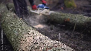 Logging in the spring, autumn forest. Technique and people sawing trees. Ecological catastrophe destruction of nature. Firewood for heating