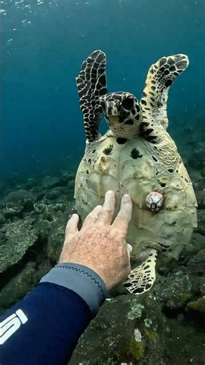 Ever seen a turtle attack a diver? #oceanreality #scubadiving