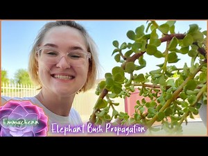 Elephant Bush Propagation (Easy Beginners Plant!) ||| Emmachenn