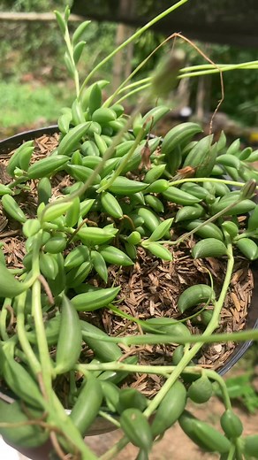 18K views · 287 reactions | Curio radicans | Vivero Jardín Jade | Facebook