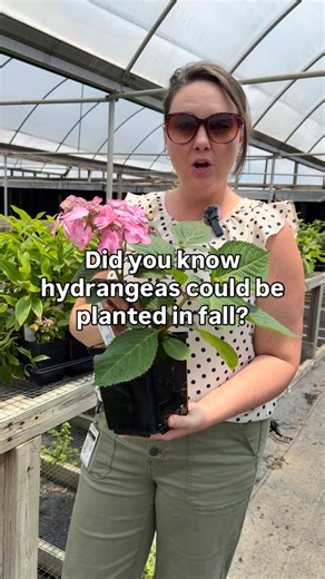 Hydrangeas are easier to plant in fall than you might think 💙 Cooler weather and more consistent rainfall help the roots settle in and grow strong before winter arrives. While the plant may look quiet above ground, there is plenty happening below the surface. This early root growth means your hydrangeas will wake up in spring already established and ready to grow faster and fuller. Pick a spot with morning sun and afternoon shade Plant in well-drained soil Water deeply after planting Add a laye