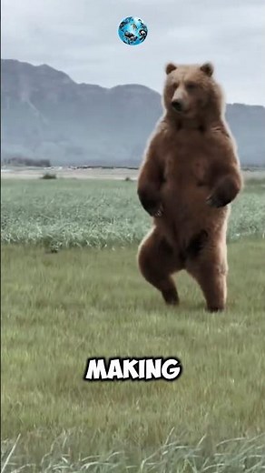 How Strong is a Kodiak Bear Compared to Other Bears #WildlifeComparison#NatureFacts#AnimalPower