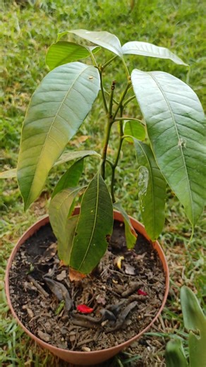Cómo cultivar un árbol de mango en casa