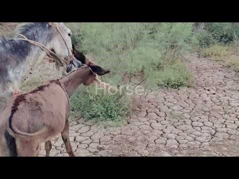 Village Life Donkey Breeding Process Explained