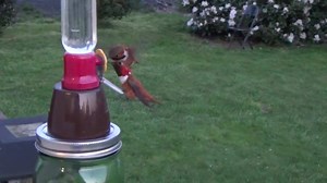82K views · 1.2K reactions | Last call tonight. This was one of 26 feeders. Only 7 are one port the rest have 6-8 and one hummer bar with 22 ports in it. They still gravitate to these. So many little boys here. | Hummingbird Haven | Facebook