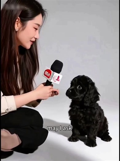 Puppy's First Interview: A Hilarious Encounter