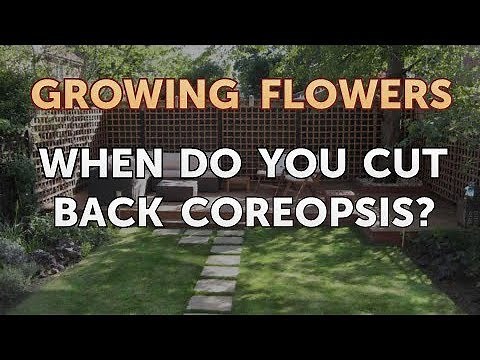When Do You Cut Back Coreopsis?