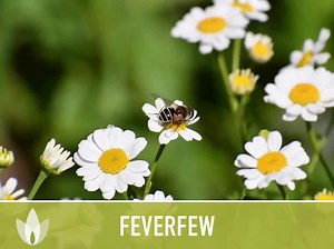 Feverfew Seeds - Heirloom Seeds, Medicinal Herb Seeds, Herbal Tea, Herbal Remedy, Open Pollinated, Non-gmo - Etsy