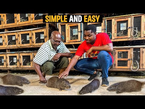 How To Start a Successful Grasscutter Farm as a BEGINNER in Ghana With LESS CAPITAL - DETAILED STEPS