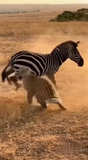 The Day a Leopard Discovered Just How Clever a Zebra Can Be