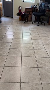 East Haven Animal Shelter, East Haven CT on Reels