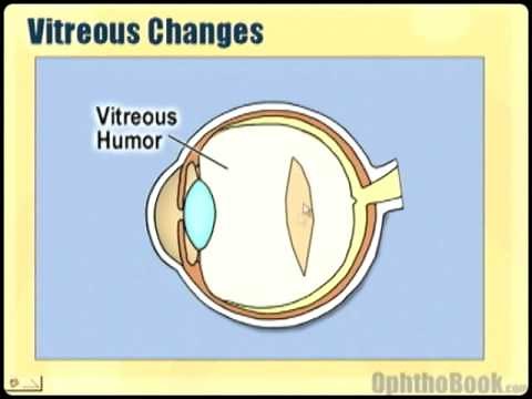 Ophthlmology Lecture - Eye Anatomy Part 2