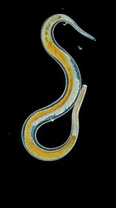 9.5K views · 38 reactions | Dancing marine nematodes under the microscope. . . . #science #biology #nematodes #microscopy | Science into Images | Facebook