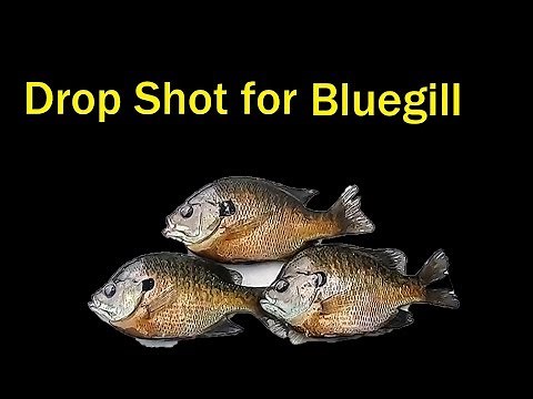 drop shot for bluegill