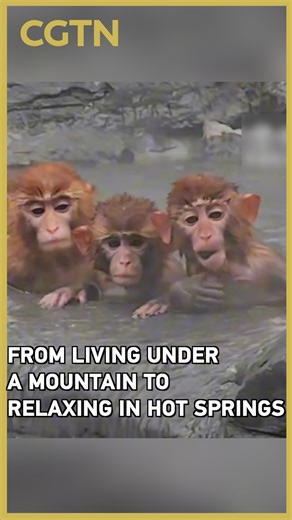 A visitor filmed macaques soaking in hot springs at Yuntai Mountain in central China's Henan Province, enjoying their "spa time" like true masters of leisure. The scene reminds many of the legendary Sun Wukong, or #MonkeyKing, from the film "Journey to the West." According to legend, Sun was once trapped under Five-Finger Mountain. Netizens joke that the Monkey King has now been reborn into a carefree life of hot springs and mountain views. | CGTN