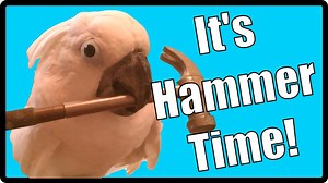 10K views · 681 reactions | It's Hammer Time! | Buttons the Cockatoo | Facebook