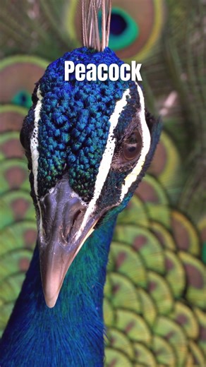 PEACOCK WILDLIFE NATURE | Faunema