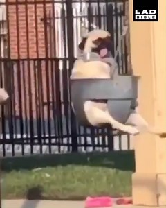 'I thought I'd seen everything until I went to the park and saw a dog on a swing' 😂😂 | LADbible