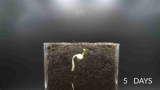 From seed to plant - pea growing time-lapse