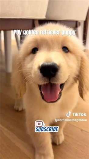 Golden Retriever Puppies #dog #funny #goldenretriever