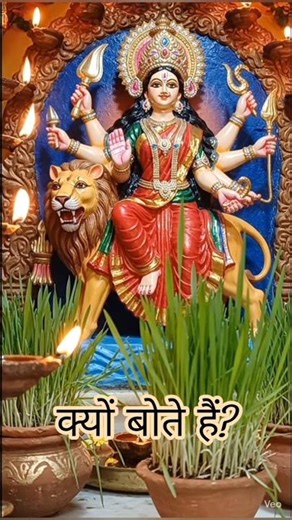 नवरात्रि में जौ बोने का असली रहस्य 🌾#Navratri #Shorts #jaimatadi