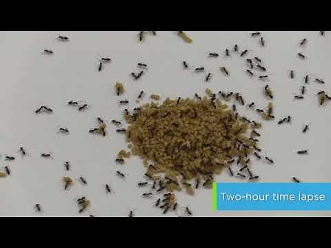 Pest Control Trial: Odorous House Ants Consume Advion Insect Granular Bait