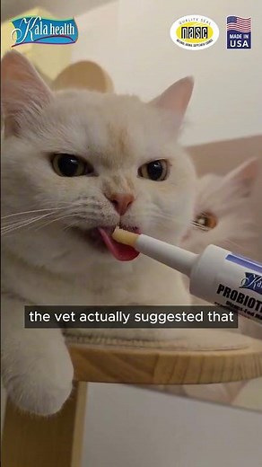 Blood found in cat's poop?! 🩸😱