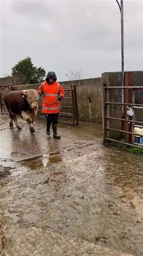 First Hereford bull sold for Autumn 2025 💪🏻👋🔥 Kilsunny Warrior - sold at 13 months to a repeat customer for use on dairy cows 🐮 📆 sold at 13 months ⭐️ 5 star dairy beef index 👶 1.8% calving difficulty, better than the breed average of 2.73% The icing on the cake after a red hot summer in the show ring. Very best wishes to his new owners; it’s terrific to see satisfied, repeat buyers coming back for more 🤗 #herefords #bulls #sold #provengenetics #teamkilsunny | Kilsunny Pedigree Herds