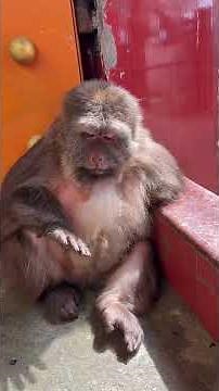 Teaching My Monkey Sign Language in 30 Days 🐒🤯