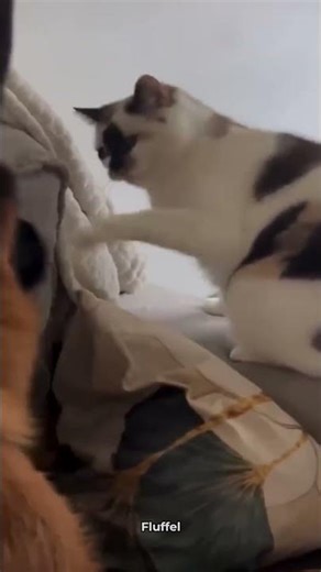 These Cats Are So Funny 😹