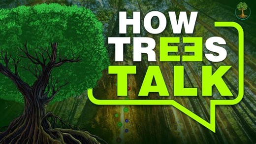 How Trees Talk | One Community Global