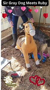 💖Sir Gray Dog 💖came back to the ranch today after being at a temporary foster home. The SGD Team outfitted his Condo with a Heated Bedroom! He even got to meet Ruby! widlhorse.org #SirGrayDog | Wildhorse