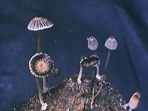 The kingdom Fungi | Britannica