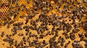 Worker bees are all female and do many different jobs in the hive throughout their short life. Did you know that most worker bees live for around 6 weeks in the summer and they change their role within the hive frequently? Worker bees spend about half their time as a house bee and the other as a field bee. House bee roles include cleaning, nursing, undertaker, architect, builder, temperature-controller, guard, honey-maker and more! Then she graduates to a field bee and that is when she leaves th