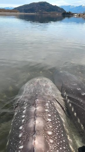 Unveiling the Enormous Size of Sturgeons