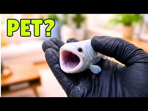 I Raised Bloop as a Pet... It Got Out of Control