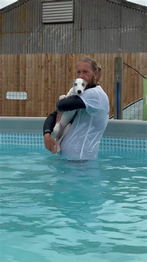 Greyhound x (whippet x Bedlington) puppy Misty is an excellent swimmer 🐾💦💕🇬🇧 | Canine Dip and Dive Maldon