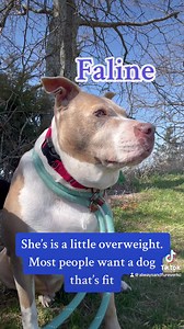 43K views · 4.2K reactions | Why some of our dogs at the Osawatomie...