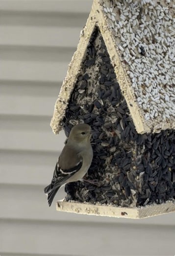 Watch what happens when you hang an edible birdhouse in your backyard! 💚 Shop now! ✨ #birdwatching #birdlovers #birdtok #birdhouse #ediblebirdhouse #birdfood