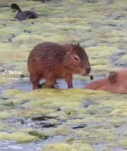 Ok I pull up 🍉 #fyp #capybara #carpincho #capivara #afterparty #okipullup #nostressjustmelon #capybaratiktok