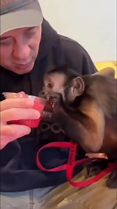 MonkeyBoo LOVES watermelon #monkey #watermelon #snacks | MonkeyBoo