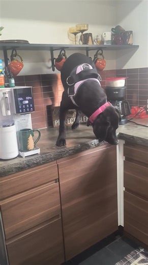 Oak Tree Dog Oasis #crazypuppy #boarding #dogdaycarefun #dogdaycare Raven is a crazy pup 😂 #dogboarding #partofthefamily #wecare | Oak Tree Dog Oasis