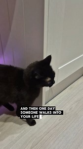 And then one day...🥺💕 . . . . . . . . . . . . . . . . #kittytheduchess #catsofinstagram #cats #catsagram #funnycats #cutecats #catlover #catmemes #catlove #kitten #blackcats #blackcatsofinstagram #blackcatsclub #cutecatsofinstagram #love #reels #memes . . . . . ======================== Audio TT: 👉@hedwigmood ======================== | Kitty.TheDuchess