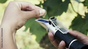 Agronomist measures the amount of sucrose in the grape juice using a refractometer.