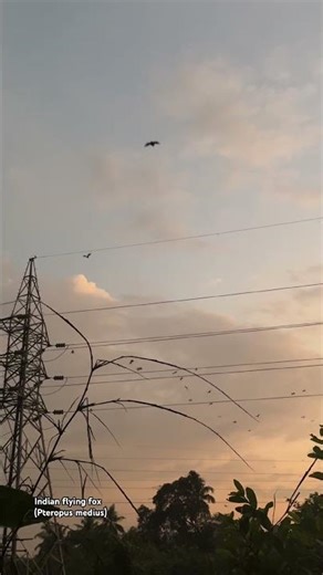 Indian flying fox fry for foods. #nature #viralvideo #wildlife #rare #relaxing #education #batspeed