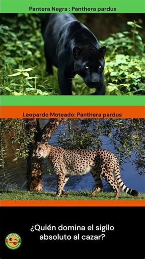 Black Panther vs. Mottled Leopard | Secrecy