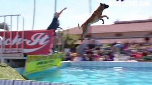 Check out the air these talented 4-legged competitors got at the Ultimate Air Dogs show in San Diego this weekend. http://bit.ly/2or7fBy | CBS Evening News