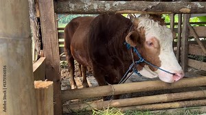 Majestic and strong, the sapi (cow) plays a vital role in Indonesian agriculture and culture. Revered for its contribution to farming, dairy production, and as a symbol of wealth and prosperity.