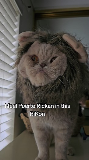 I feel Puerto Rican 👩‍🦰 #cat #catsoftiktok #meow #lion #cutecat