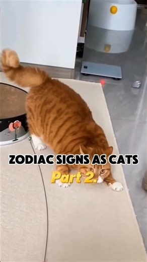 The zodiac signs as cats (part 2) #cat #astrology #zodiac